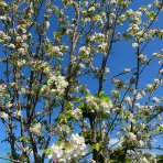 Okrasná jabloň (Malus) ´EVERESTE´ - výška 450-500 cm, kont. C110L